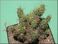 1201 Tephrocactus pentlandii M0995 PICT2793M0995